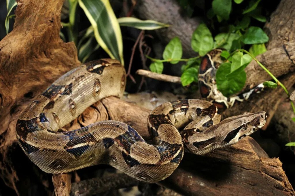 Boa constrictor (Boa constrictor) - Passiflora Lodge Boa constrictor rama — animales en Tambopata serpientes