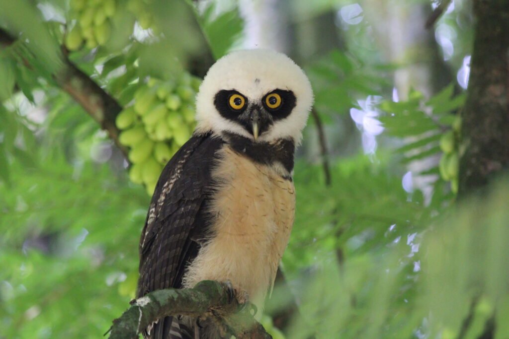 Búho de anteojos (Pulsatrix perspicillata) - Passiflora Lodge Búho de anteojos — animales en Tambopata fauna nocturna