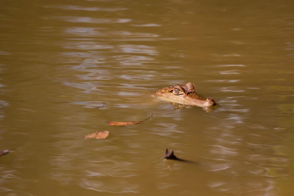 Caiman head emerging from calm, brown waters during a nighttime Amazonian caiman tour near Passiflora Lodge in Peru