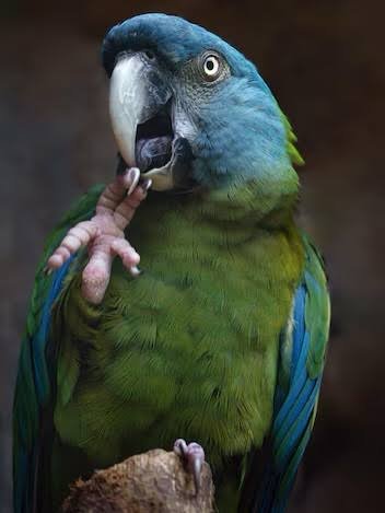 Guacamayo cabeza azul — Aves en Puerto Maldonado que puedes ver con Passiflora Lodge