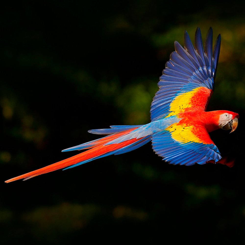 Guacamayo escarlata — Aves en Tambopata, Passiflora Lodge