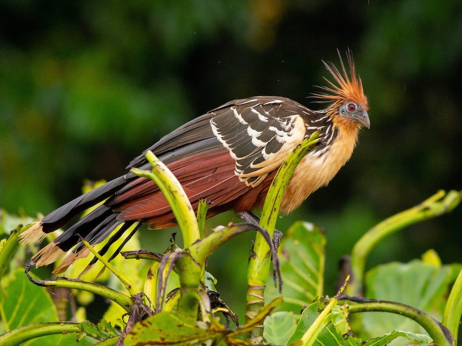 Hoatzin o Shansho (Opisthocomus hoazin) - Passiflora Lodge Hoatzin Shansho — aves prehistóricos que puedes avistar con Passiflora Lodge