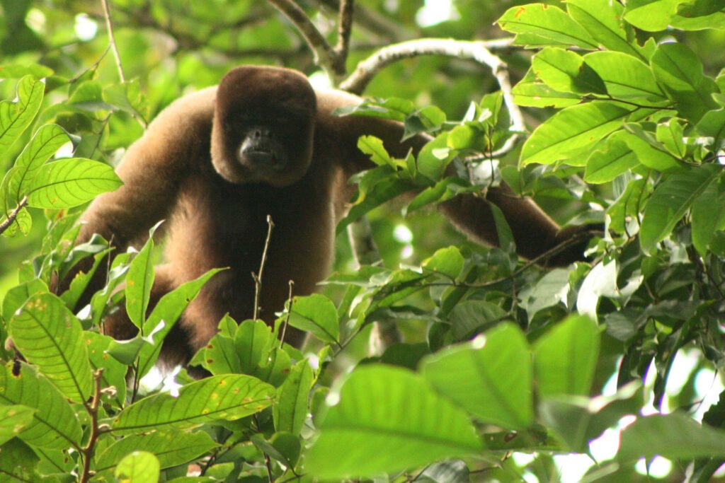 Mono Choro (Lagothrix lagothricha) - Passiflora Lodge Mono choro dosel — animales en Tambopata primates