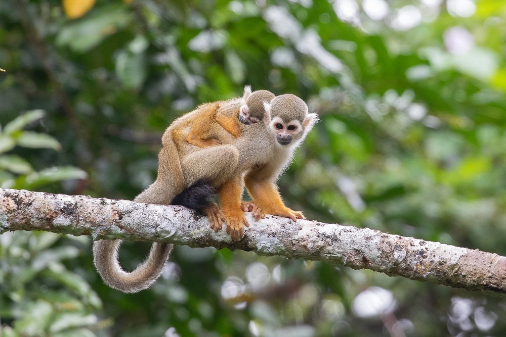 Mono ardilla (Saimiri sciureus) - Passiflora Lodge Mono ardilla grupo — animales en Tambopata primates gregarios
