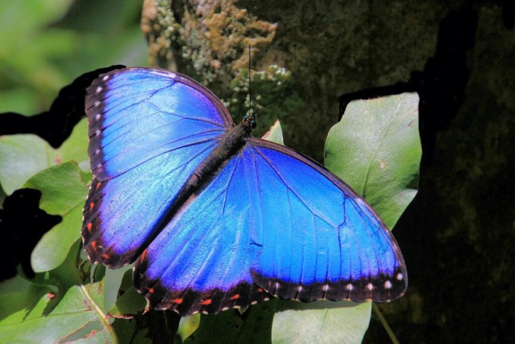 Morpho azul (Morpho menelaus) - Passiflora Lodge Mariposa morpho azul — animales en Tambopata mariposas
