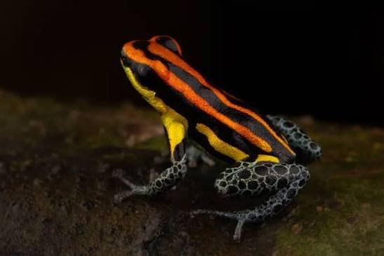 Rana venenosa de puntos (Ranitomeya uakarii) - Passiflora Lodge Rana venenosa puntos — animales en Tambopata anfibios