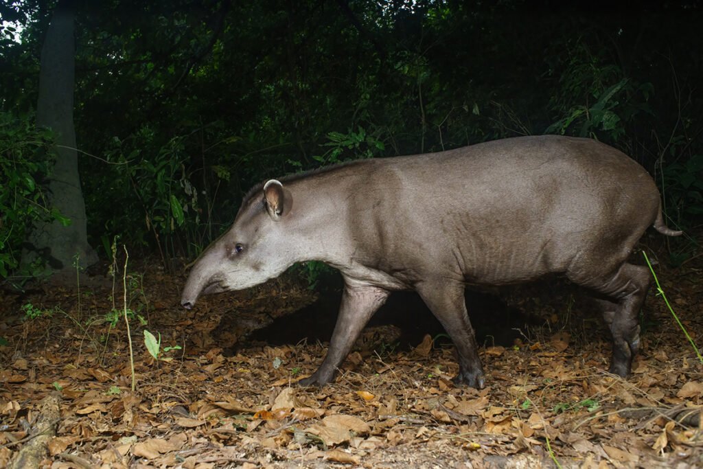 Tapir amazónico (Tapirus terrestris) - Passiflora Lodge Tapir amazónico selva — Mamíferos nocturnos en Tambopata