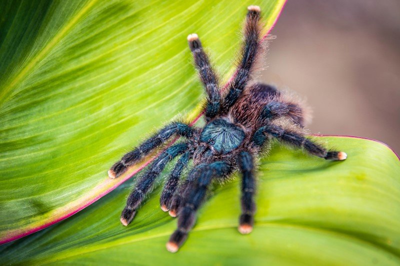 Tarántula rosada del Perú (Avicularia urticans) - Passiflora Lodge Tarántula rosada Perú — animales en Tambopata nocturnos