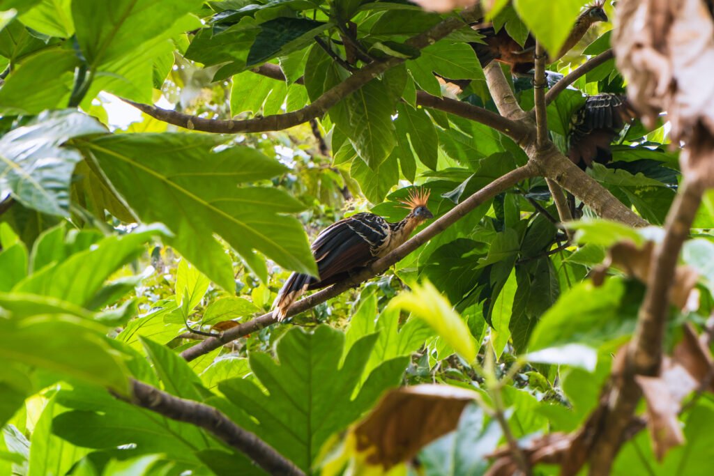 Avistamiento de fauna