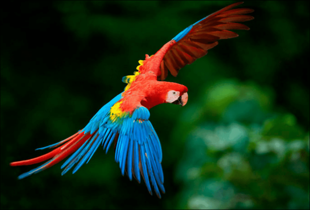 Guacamayo escarlata en pleno vuelo por el río Tambopata