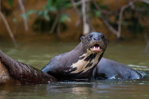 Tour en Tambopata avistamiento del Lobo de río en el lago Sandoval 