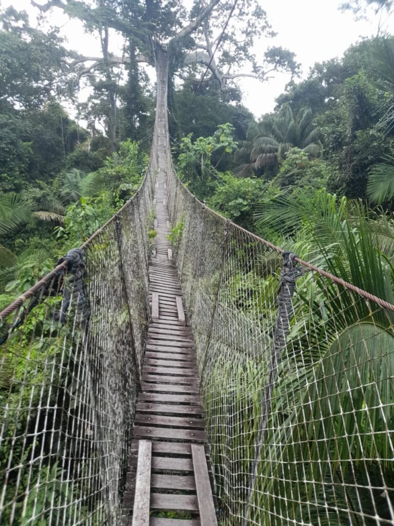 Puente ecológica en el Tours Passiflora Lodge Puerto Maldonado