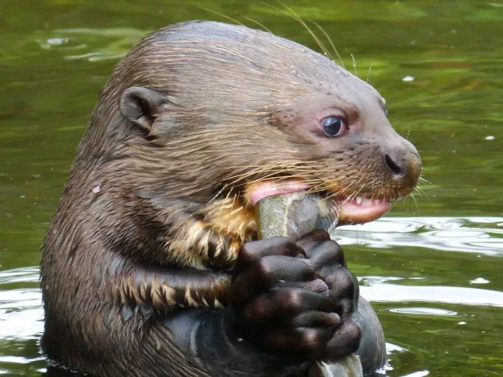 Lobo de río comiendo pescado en el lago Sandoval