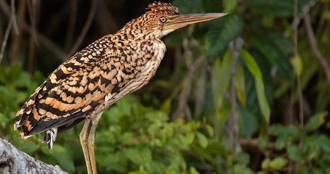 Garza tigre río — aves animales que puedes ver con Passiflora Lodge