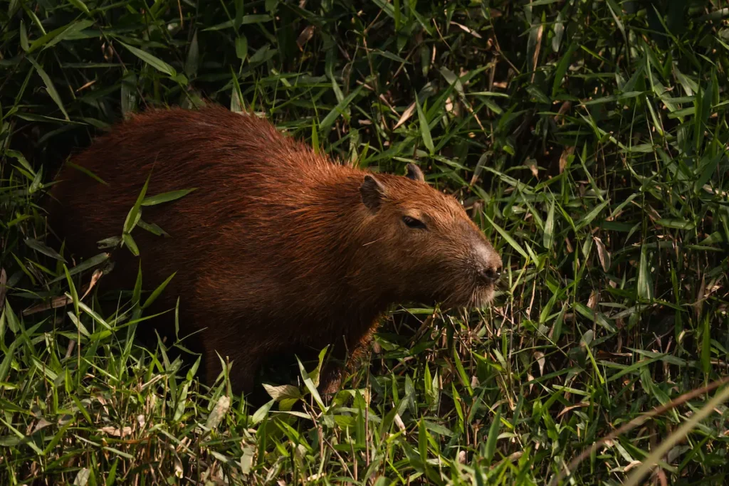 Fauna Amazonía Puerto Maldonado - capibara selva Tambopata Passiflora