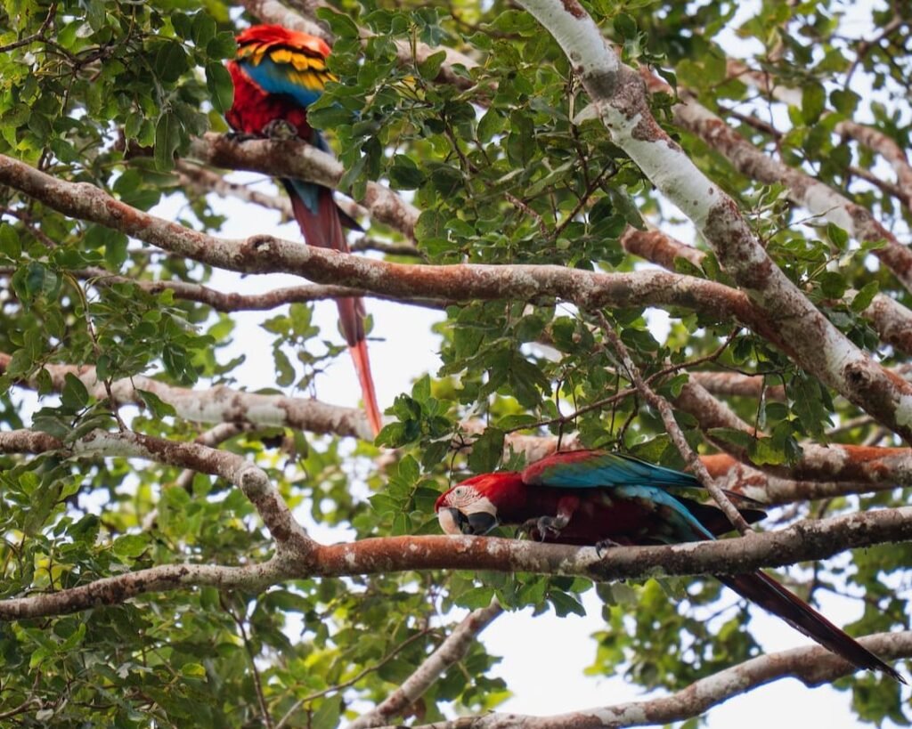 Loros en Chuncho Tambopata