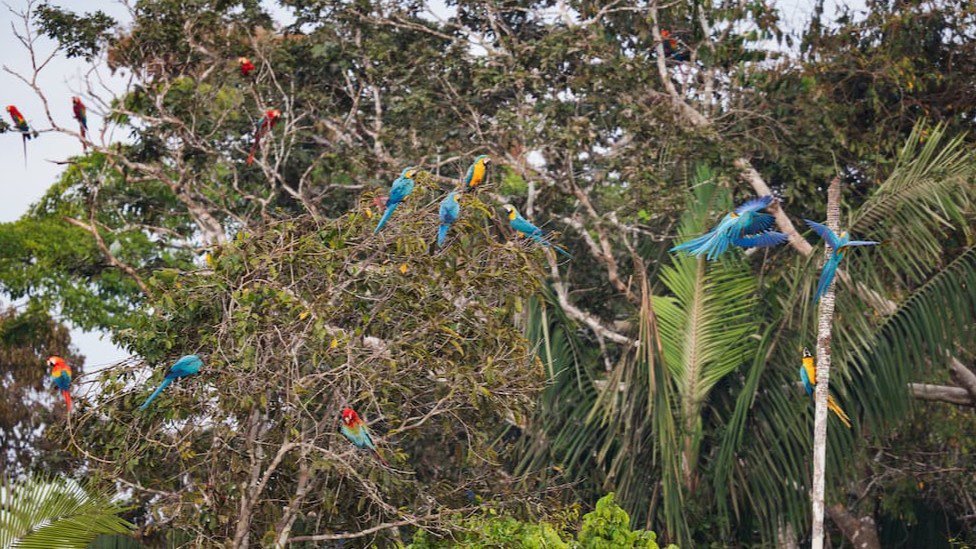 Guacamayos azul y amarillo con escarlatas en la Collpa Chunco Tambopata