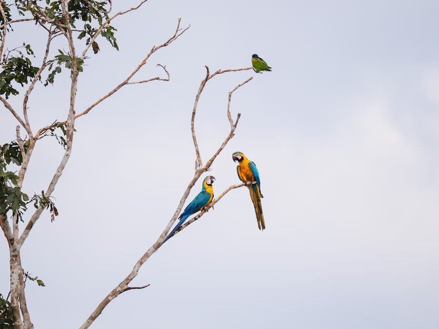 Guacamayo escarlata en Tambopata esperando amanecer