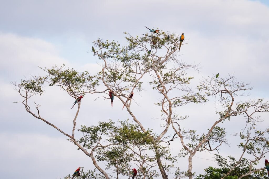 Guacamayos escarlata en los árboles esperando bajar a la collpa